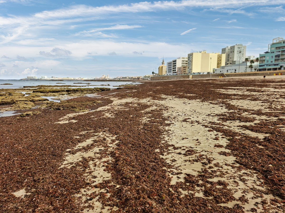 ¿Fastidia el alga asiática tus últimos días de playa? Notifícaselo al CSIC con esta app